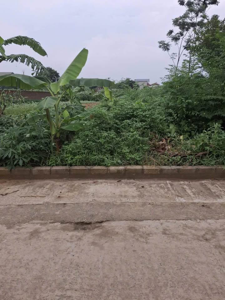 Bán đất thổ cư 156m² Sen Phương, Phúc Thọ - Sổ đỏ sẵn, tiềm năng sinh lời cao