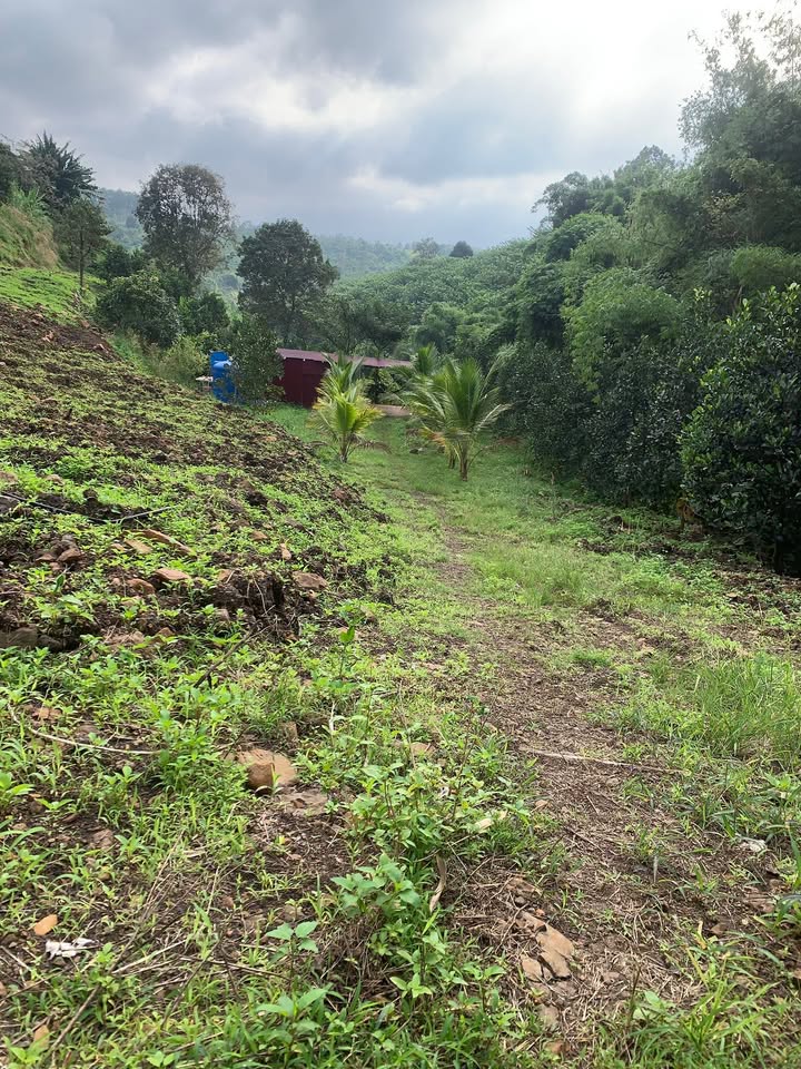 Đất Rẫy Đắk Lao Đắk Mil 10.000m² giá 900 Triệu - Đầu tư dài hạn!