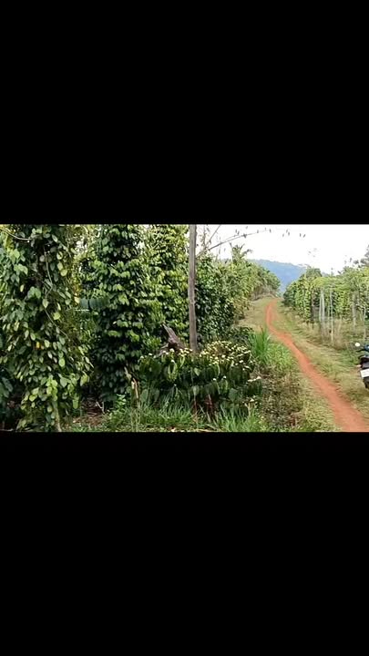 Bán Đất Nông Nghiệp 10.000m² Đắk Nông - Sổ Đỏ Riêng, Giá 1.7 Tỷ