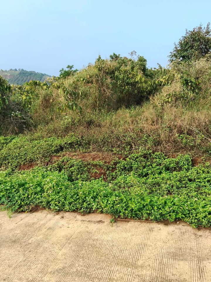 Đất nền Phường Nghĩa Đức, Gia Nghĩa 800 triệu - Đường to ô tô