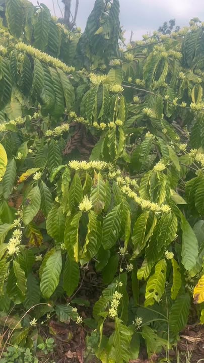 Bán Gấp Đất Vườn 25200m² Đắk Nông - Tiềm Năng Sinh Lời Cao