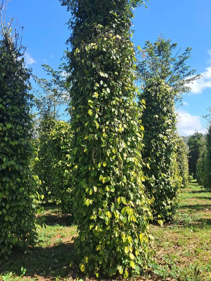 Bán Gấp Farm 5ha Đắk Glong - 4000 Cây Cafe, Tiêu - Sổ Đỏ Chính Chủ