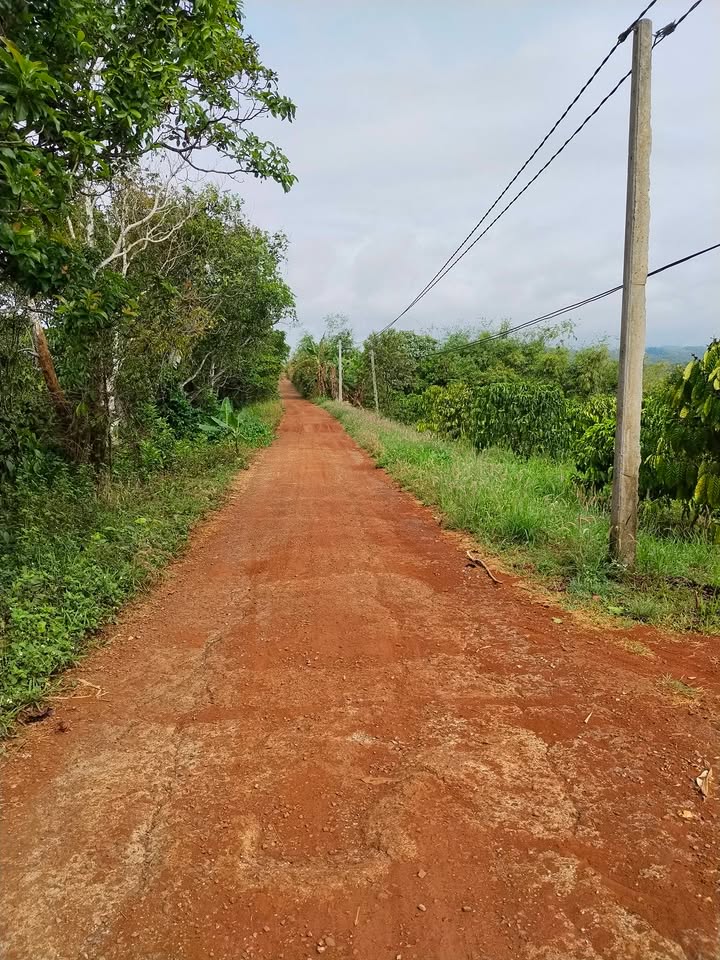 Bán Gấp Đất Vườn 3ha Đắk Nông - 4.5 Tỷ, Mặt Đường Bê Tông Dài