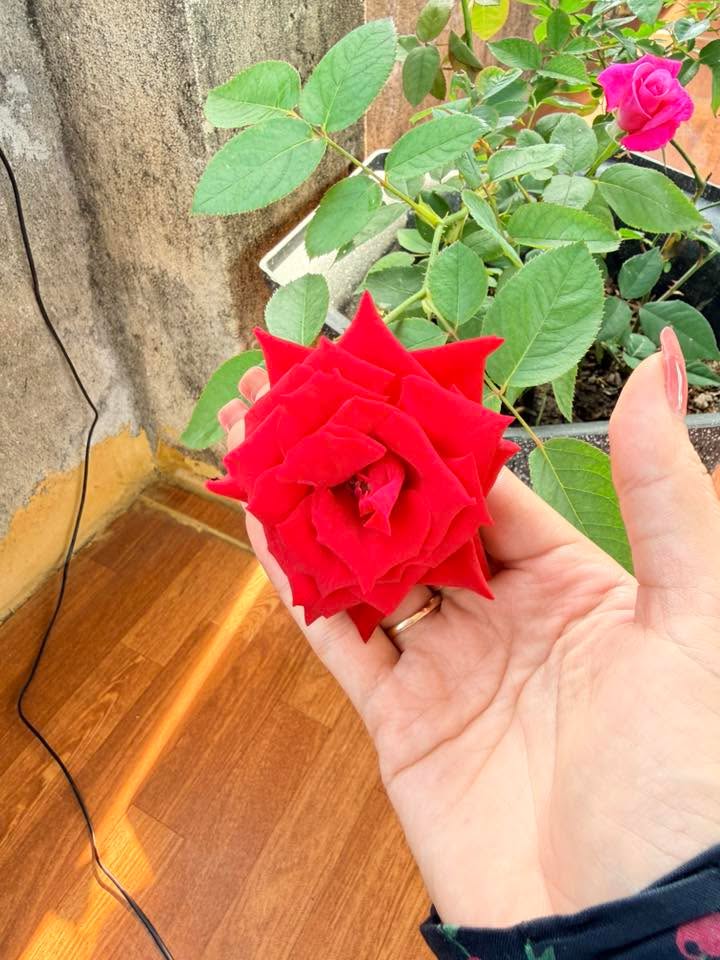 Đất nền Trần Phú Phú Ninh 150m² 3 tỷ - Sổ hồng chính chủ