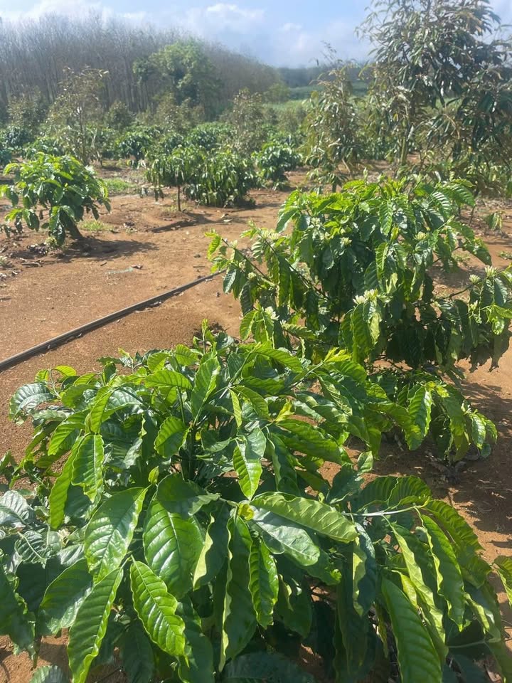 Farm Sầu Riêng 2ha Sông Hinh, Phú Yên - Giá 5 Tỷ Thương Lượng