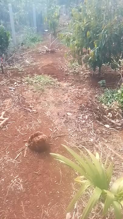 Bán gấp 10.800m² đất rẫy Ea M'nang, Đắk Lắk - Giá đầu tư chỉ 1.095 tỷ