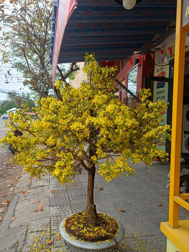 Nhà Mặt Tiền Hoàng Văn Thụ, Diêu Trì - Kinh Doanh Sầm Uất 40m²