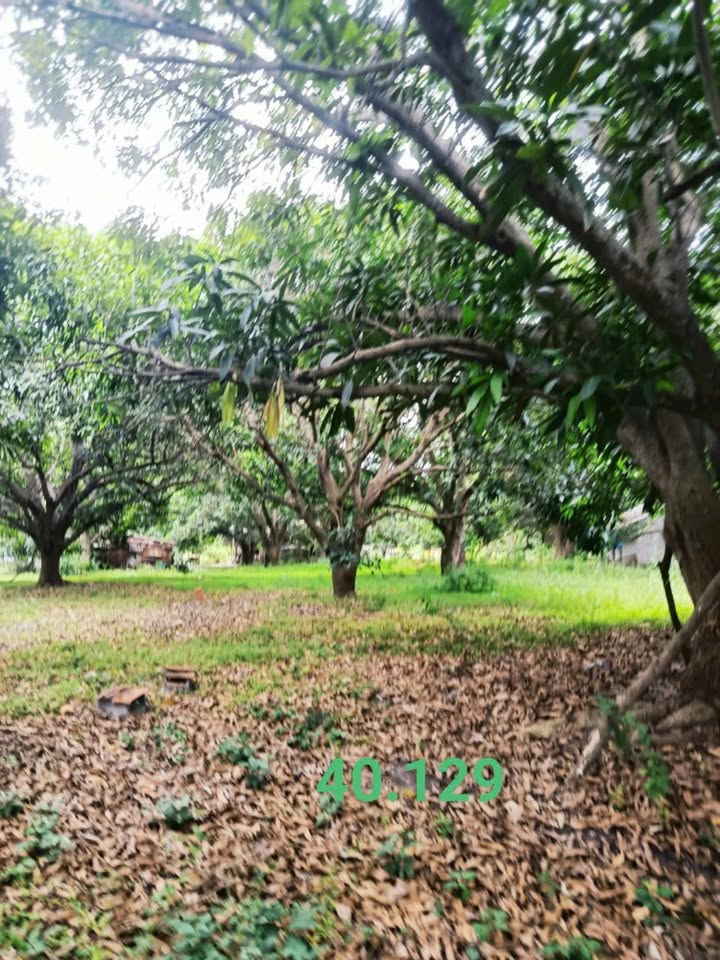 Đất vườn Cam Đức 1500m² - Nghỉ dưỡng lý tưởng!