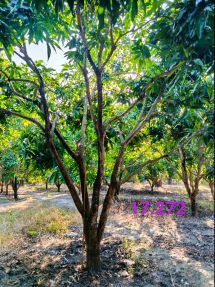 Bán Đất Vườn Xoài Cam Đức 2219m² - Cơ Hội Đầu Tư Sinh Lời Hấp Dẫn