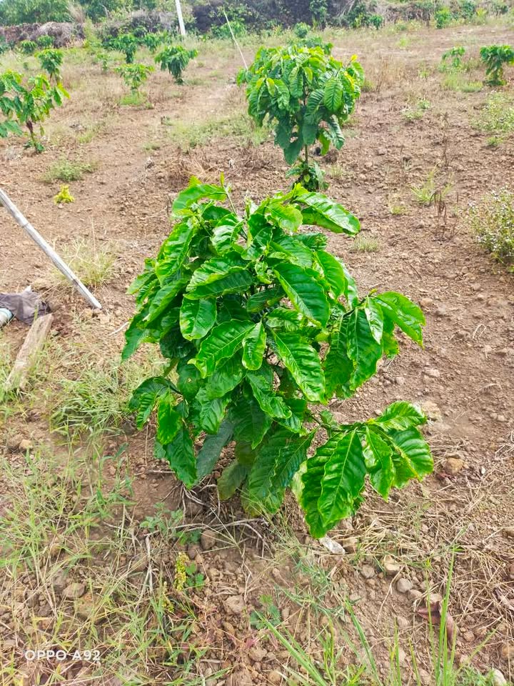 Đất nền Buôn Ma Thuột 4900m² giá 720 triệu - Đường to ô tô