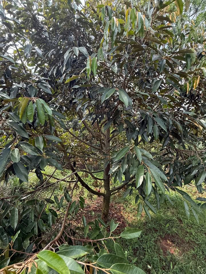 Bán Gấp Farm Sầu Riêng 5.6 Sào Đắk Lắk - Giá Đầu Tư 3.3 Tỷ