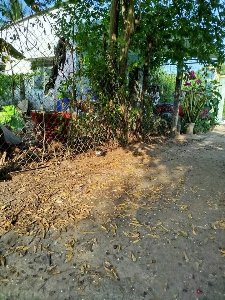 Đất Trà Vinh 108m² MT nhựa 7m - Gần KDL Huỳnh Kha, Sổ đỏ sẵn