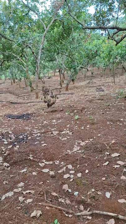 Bán Gấp Đất Nền 20.000m² Xã Thống Nhất, Bình Phước - Sổ Đỏ Sẵn Sàng