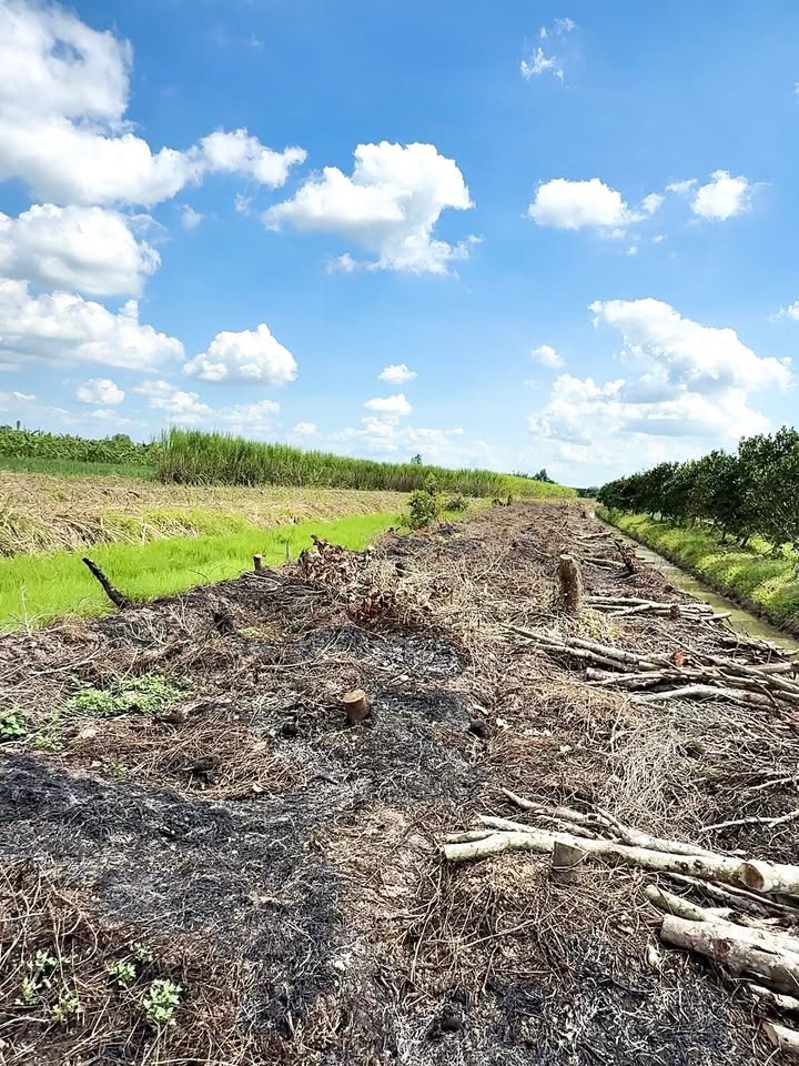 Đất vườn Hậu Giang 5000m² - Giá đầu tư tốt!