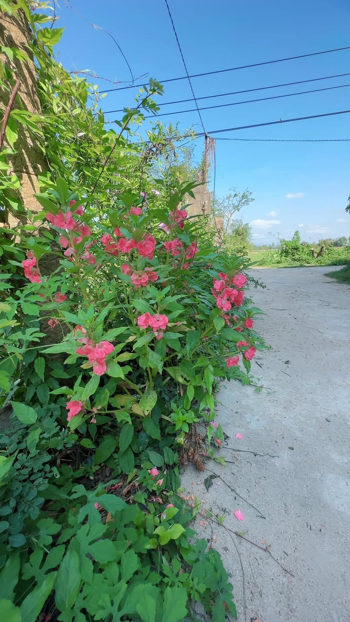 Đất Nền Bình Định 126m² Sổ Hồng Sẵn Sàng - Giá Tốt 4xx Triệu