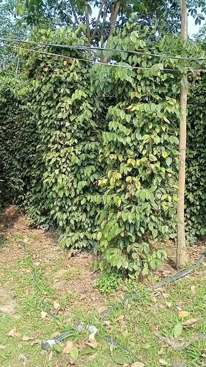 Rẫy Tiêu Cư Knia 1.1ha giá 4 tỷ - Đầu tư sinh lời ngay!