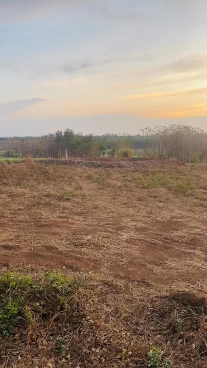 Bán Gấp Đất Vườn Gia Lai 5 Sào - 795 Triệu Tại Chư Sê