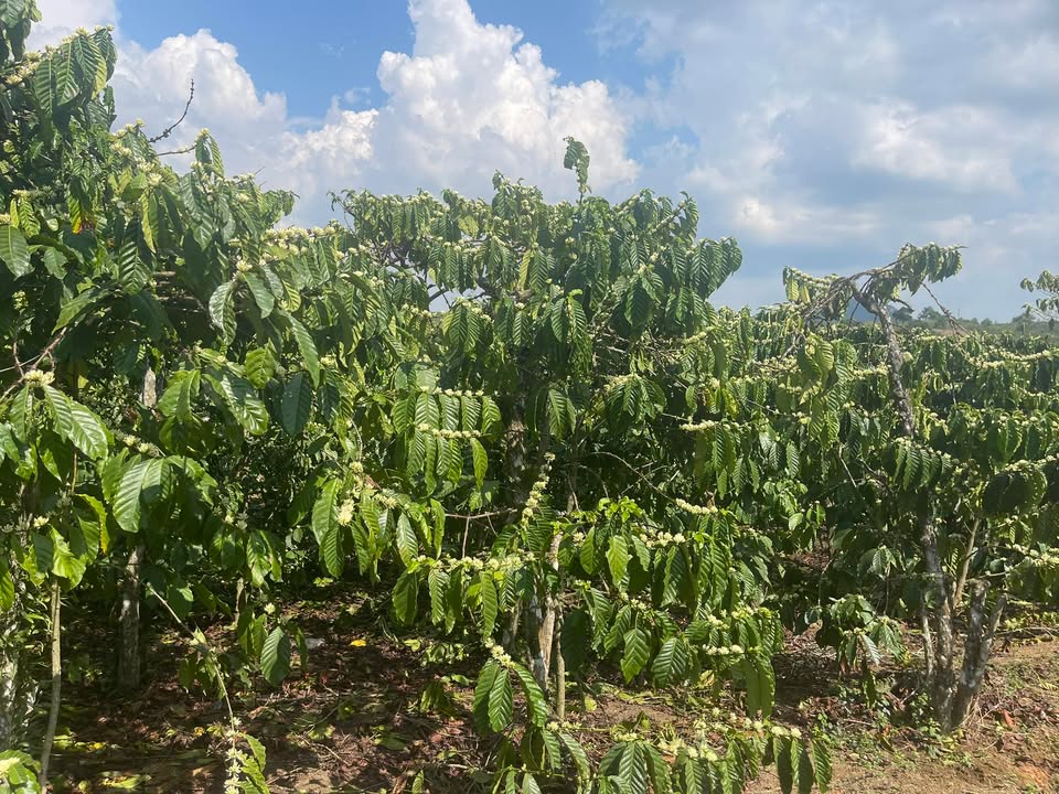 Đất nền Đạ K' Nàng, Đam Rông 1ha giá 2.1 tỷ - Sổ đỏ chính chủ