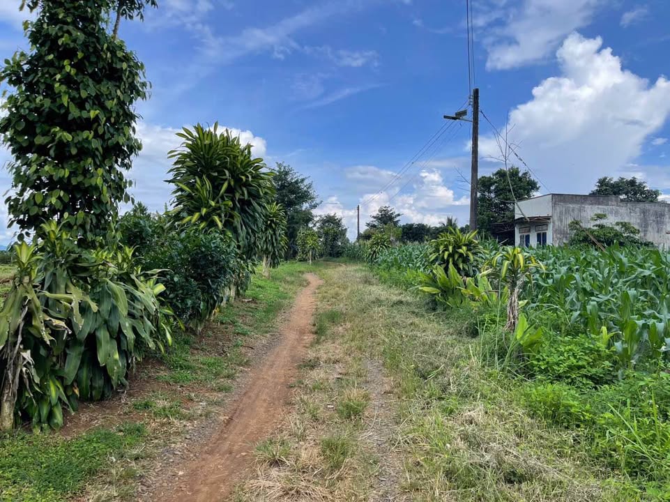 Đất Vườn Lộc An, Bảo Lâm 1969m² Sẵn 200m² Thổ Cư - Giá Đầu Tư 3.1 Tỷ