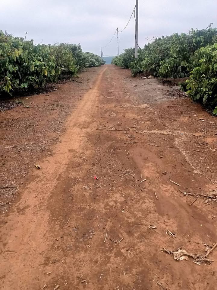 Bán Gấp 3ha Đất Rẫy Cà Phê VIP - Ia Dê, Gia Lai - Giá 9.5 Tỷ