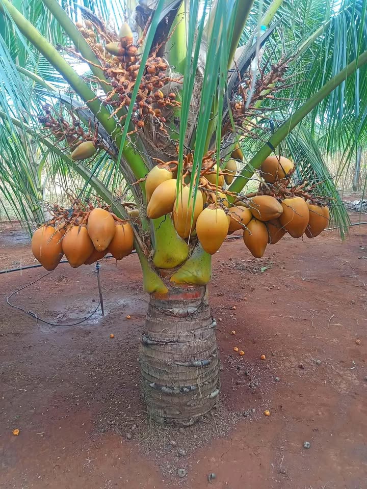 Bán Đất Vườn Châu Đức 10.000m² Có 300m² Thổ Cư - Sổ Đỏ Sẵn Sàng