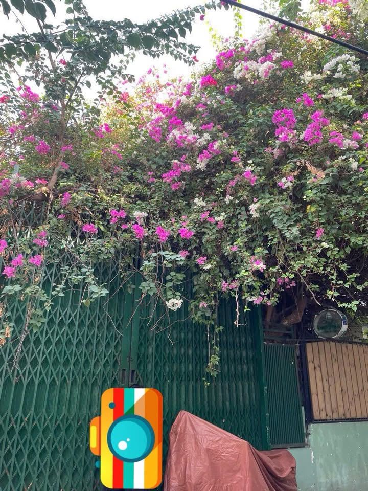 Đất hẻm Đặng Tất Vĩnh Hải 115m² giá 11 tỷ - Sổ đỏ xây căn hộ kinh doanh