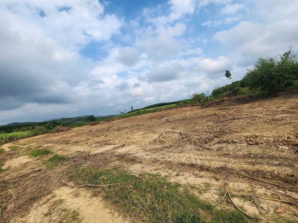 Bán Đất Vườn Diên Khánh 1556m² Sổ Hồng Giá Chỉ 4xx Triệu