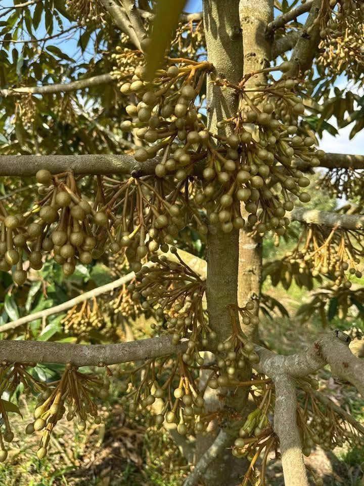 Bán Gấp Rẫy Sầu Riêng 1800m² Đắk Lắk - 1.3 Tỷ Chính Chủ