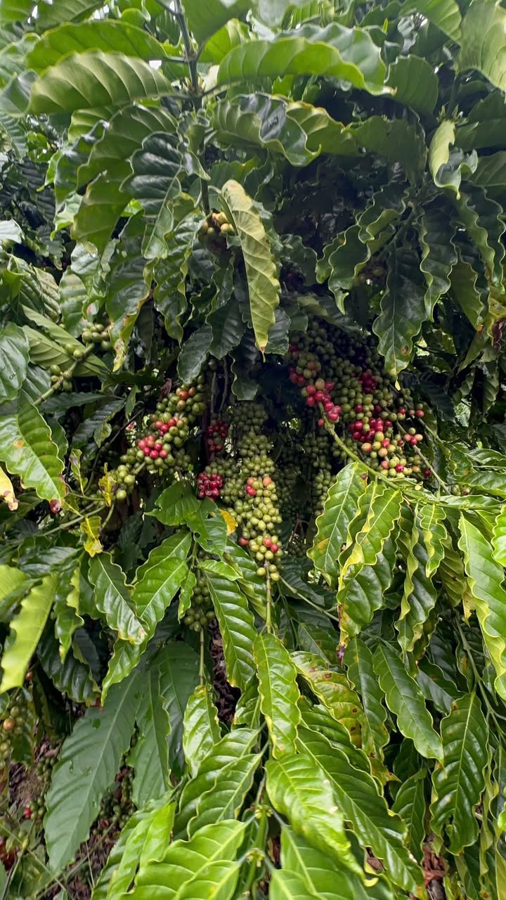 Đất Vườn Đạ K' Nàng 9600m² - Sinh thái xanh, nghỉ dưỡng lý tưởng!