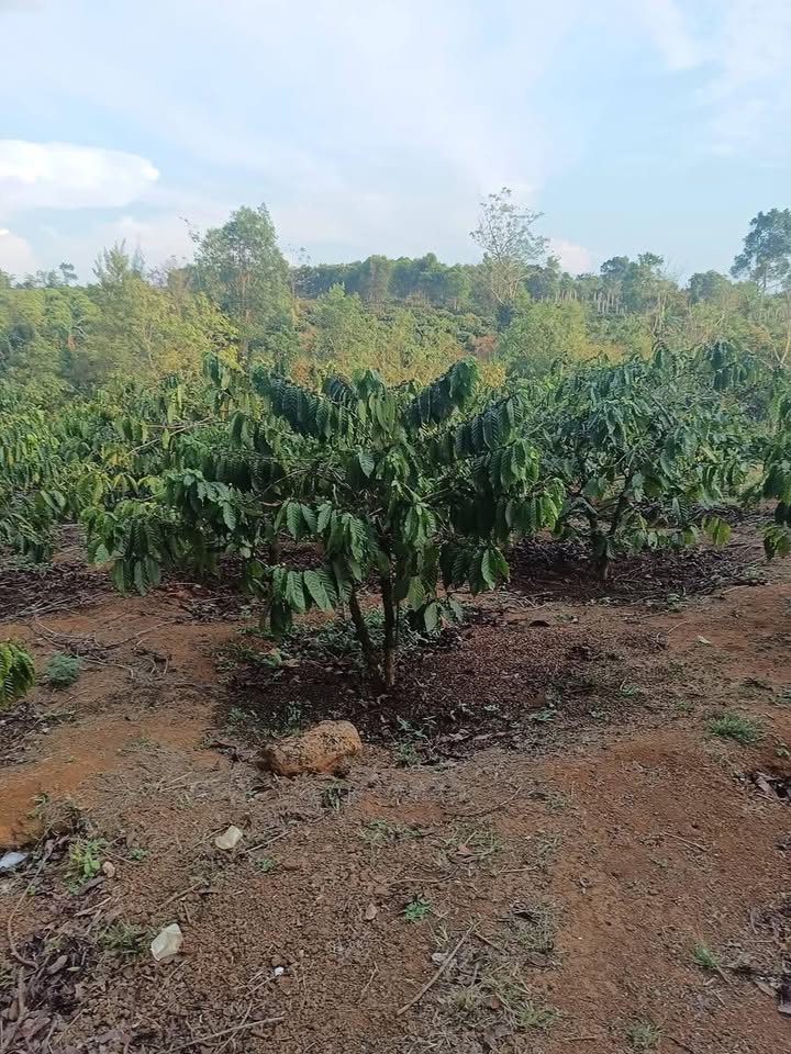 Bán Gấp Farm 2520m² Ia Bă, Đắk Lắk - Sẵn Sàng Kinh Doanh