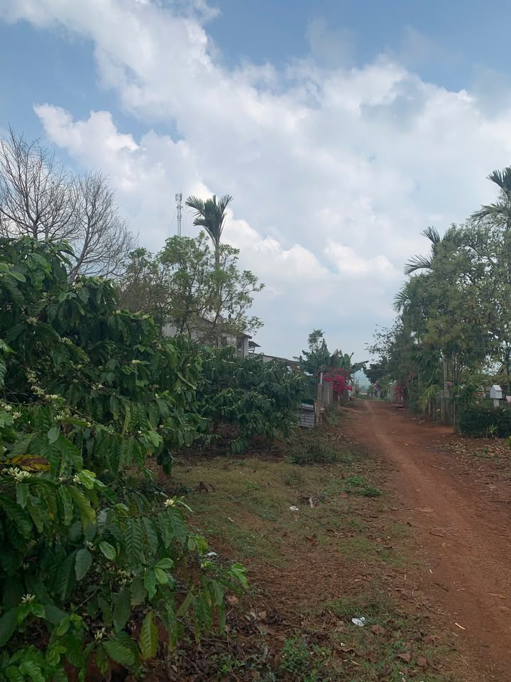 Đất nền Phú Xuân, Krông Năng 222m² – Sổ đỏ chính chủ!