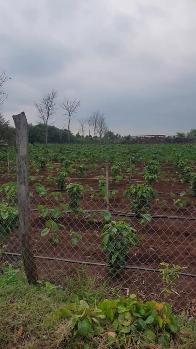 Đất nền Thôn 6 Nam Dong Cư Jút 2070m² - Sổ đỏ chính chủ