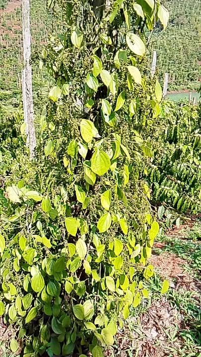 Đất Vườn Đắk Nông 10.000m² Sổ Hồng Riêng - Giá Đầu Tư 1.85 Tỷ