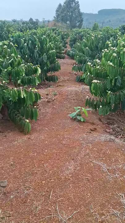 Trang trại Đắk Mil, Đắk Nông 1.3ha – Sinh thái xanh, đầu tư bền vững!