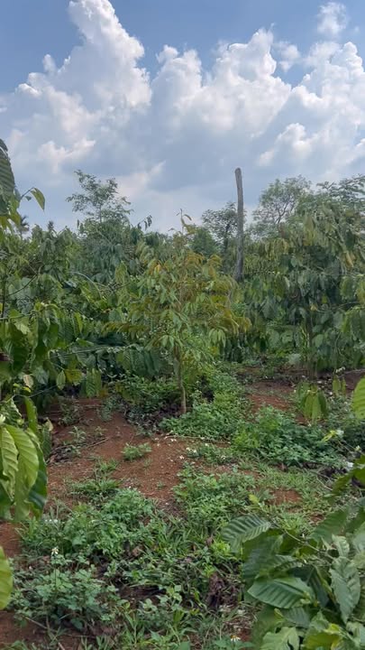 Bán Đất Buôn Ma Thuột 5500m² - Mặt Tiền Nhựa 45m - Giá 4 Tỷ