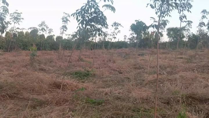 Đất Vườn Gia Lai 1.2ha - Sổ Đỏ Chính Chủ Giá Tốt 850 Triệu