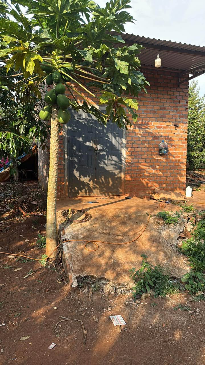 Vườn Sầu Riêng Eblang Ea Súp 7000m² - Sổ đỏ chính chủ, nguồn thu mạnh!