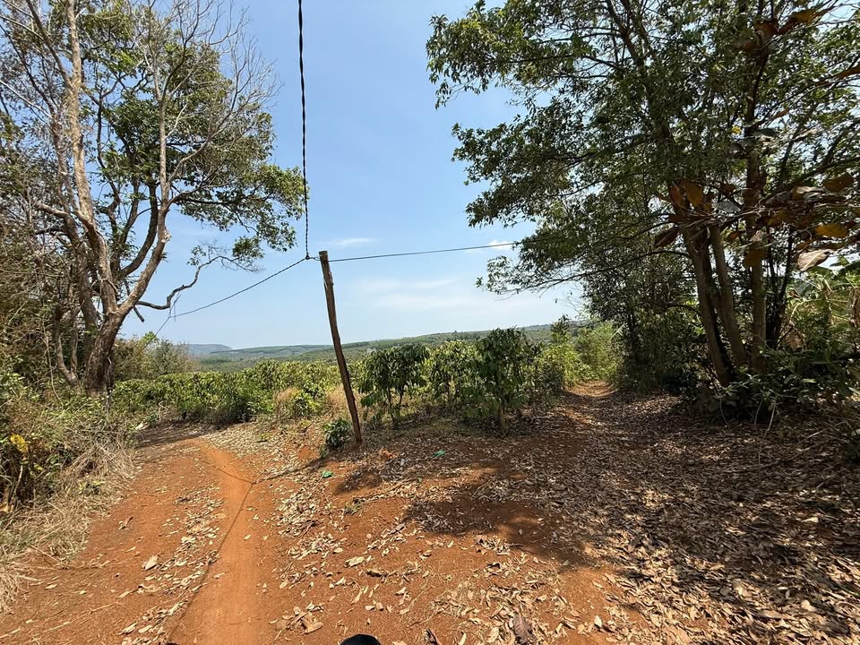 Đất Vườn Ea Khal 4.1ha giá 3.8 tỷ - Cơ hội đầu tư sinh lời ngay!