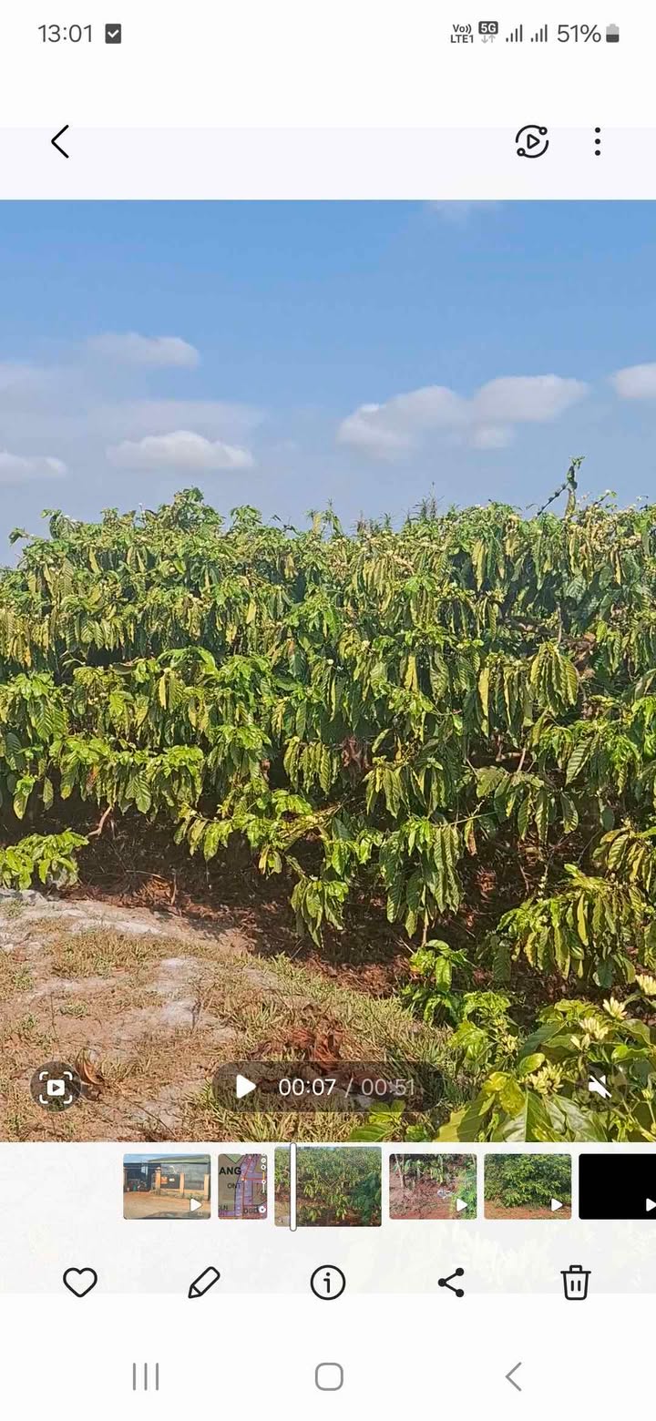 Farm 1ha Đak Rong Gia Lai - 1500 Cây Cafe - Sổ Đỏ Giá 2.8 Tỷ