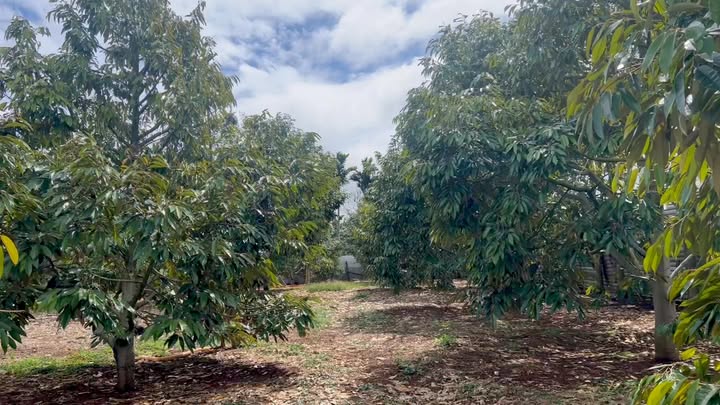 Farm Sầu Riêng 1.3ha Đăk Lăk - 200 Cây Trĩu Quả, Giá 5.8 Tỷ