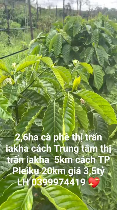 Đất Vườn Gia Lai 2.6ha Trồng Cafe, Sầu Riêng - Giá Đầu Tư 3.5 Tỷ