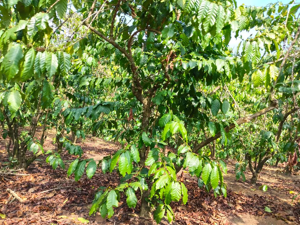 Đất vườn Lộc Bảo 10.000m² giá 3.5 tỷ - Tiềm năng tăng giá vượt trội!