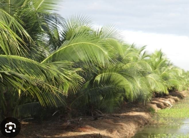 Đất Nền Trà Ôn Vĩnh Long 1000m² - Tiềm Năng Tăng Giá!