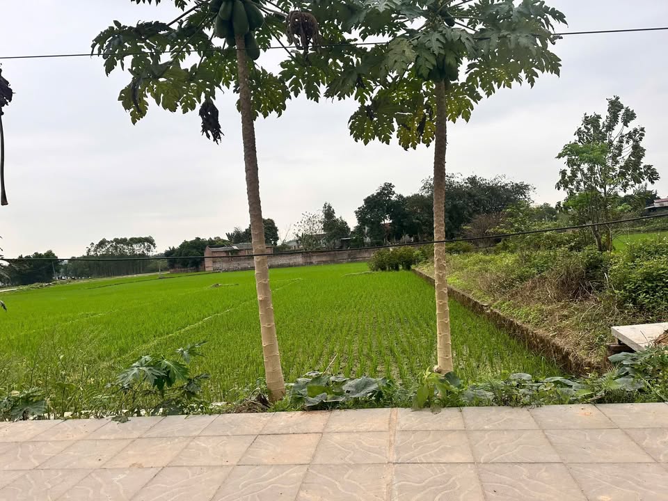 Đất nền Đường 301 Phổ Yên 229m² - Giá tốt hơn thị trường.