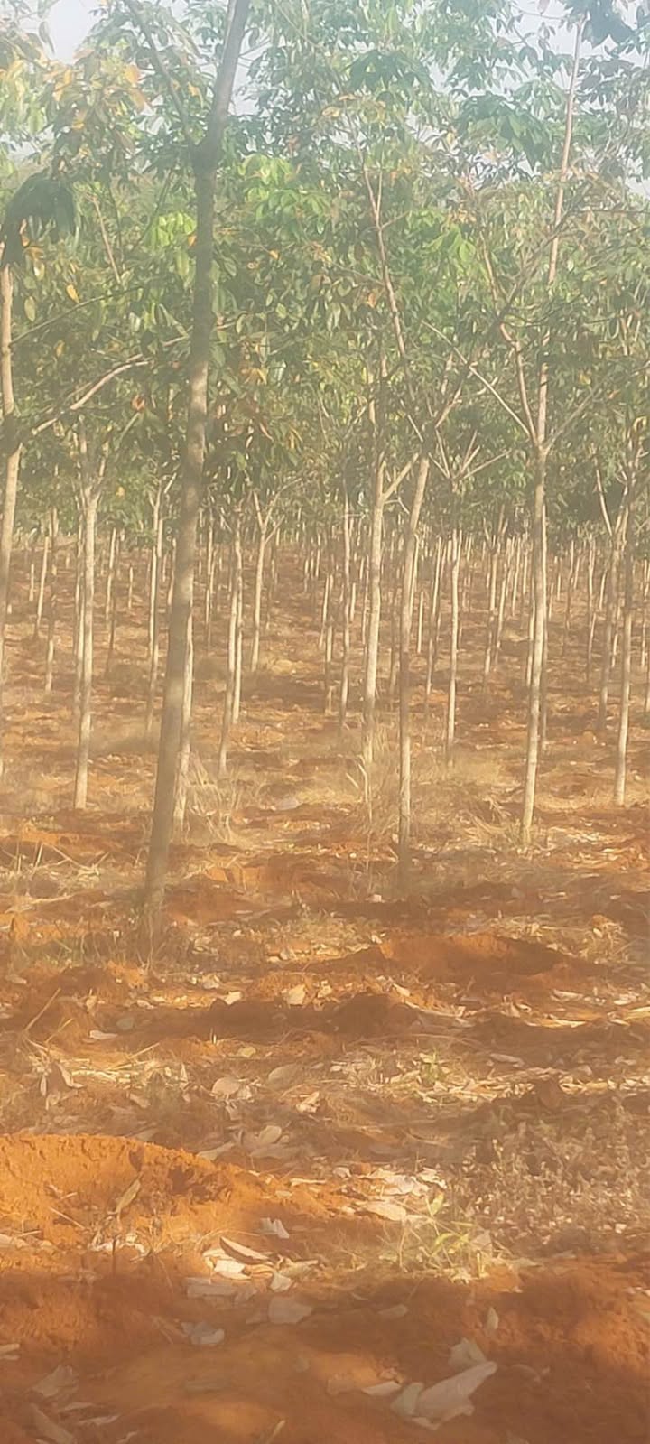 Bán Gấp Farm 28.000m² Đất Đỏ Bình Phước - Giá 5.98 Tỷ