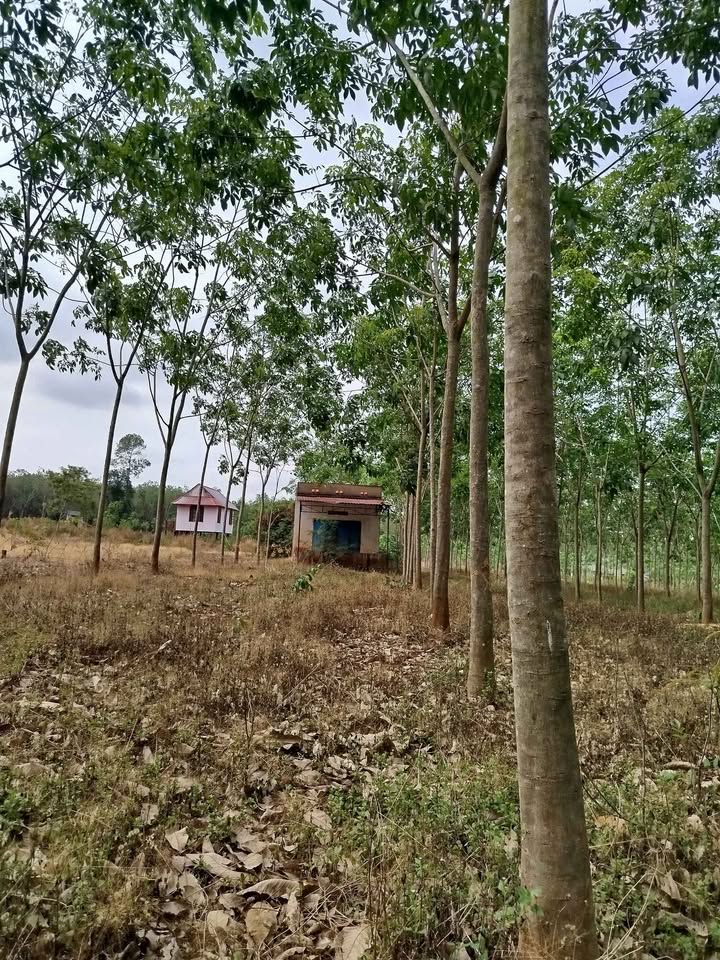 Bán Gấp Đất Farm 2.5Ha Bình Phước - Giá 5 Tỷ, Vị Trí Đắc Địa