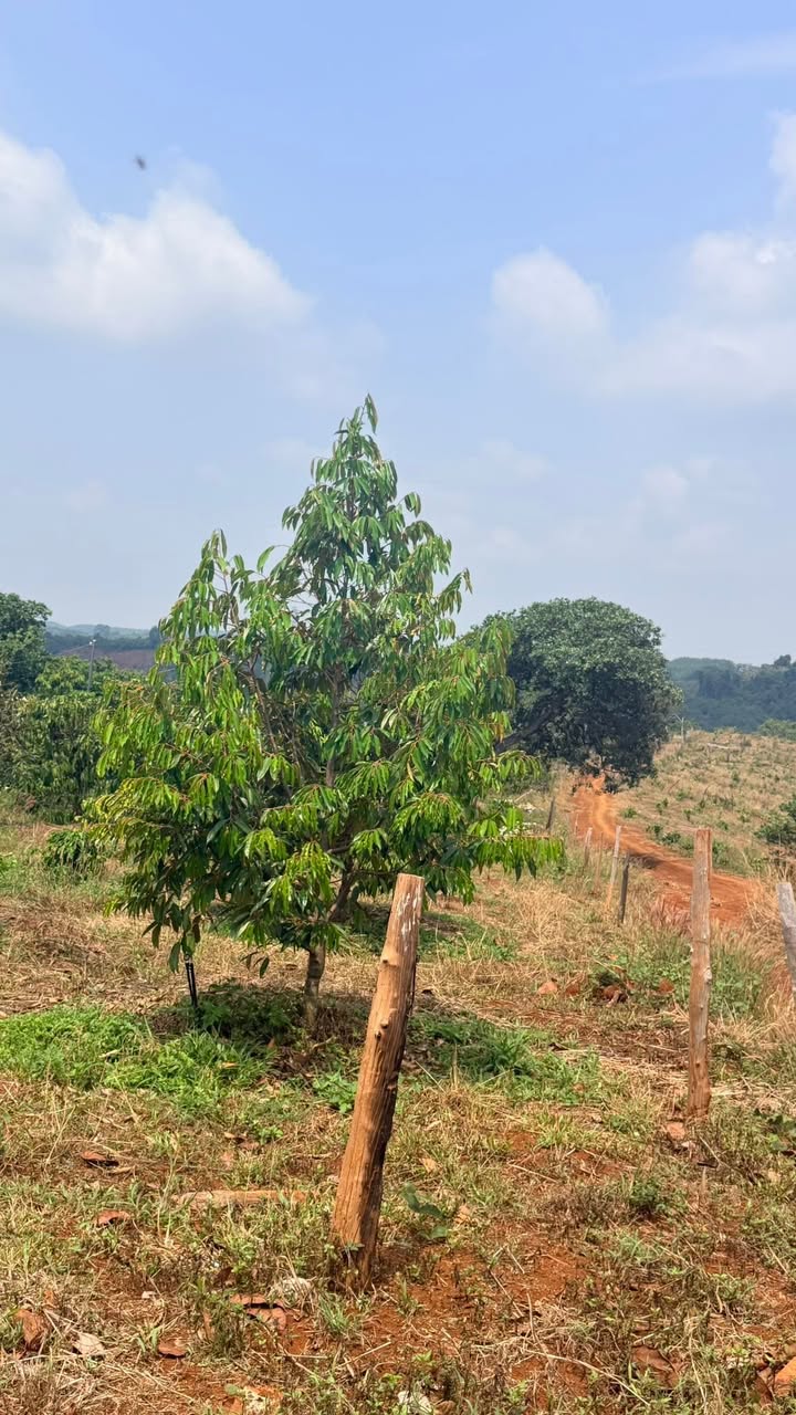 Bán Gấp 1.85ha Đất Đỏ Đa Canh Xã Đồng Nai - Sổ Đỏ Chính Chủ