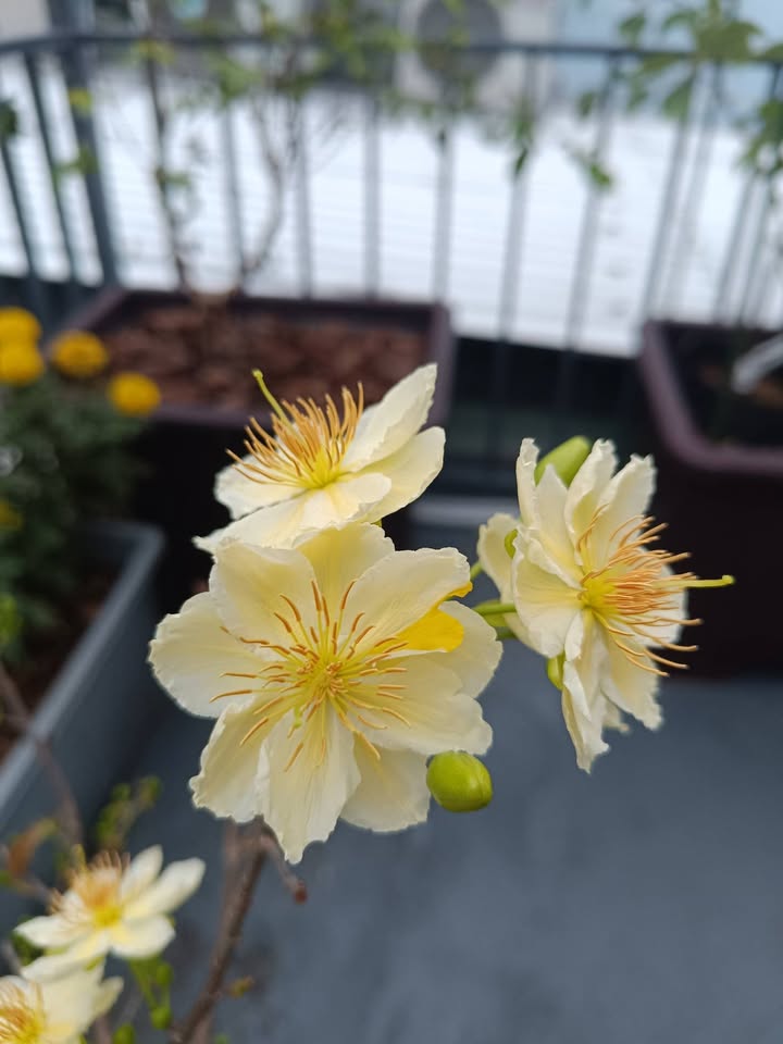 Nhà Mặt Tiền Kinh Doanh TT Tân Phong, Quảng Xương - 124m² Sẵn Dòng Tiền