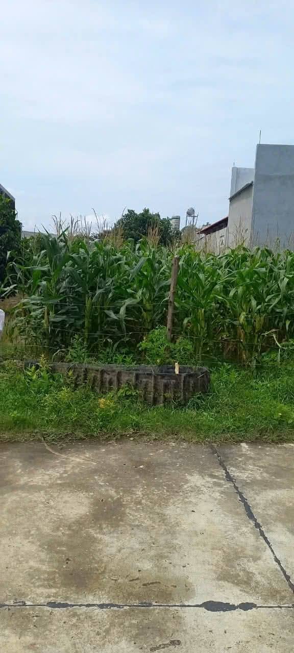 Đất Nền Thổ Cư 162m² Nghị Đức, Bình Thuận - Gần Chợ, Trường Học, Sẵn Sổ