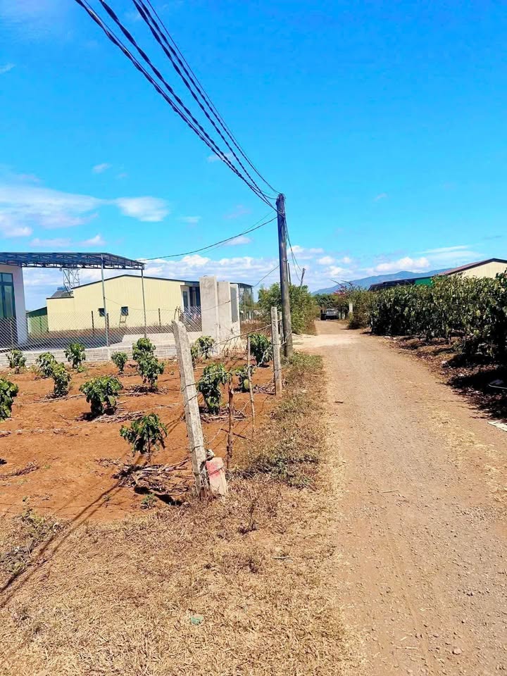 Đất nền Trần Văn Ơn, Pleiku 175m² - Đất thổ cư 100%